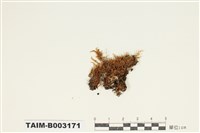 藏品(灰苔科)的圖片
